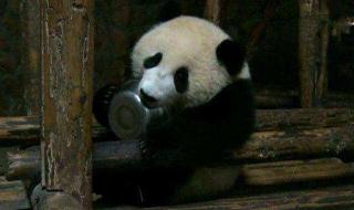 大熊猫贪吃的习性